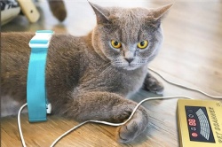 JYTOP 2019 Animal Resonance Quantum Analyzer Free Download Software /English Software
